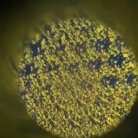 Sequence 03.00 00 25 27.Still003 Standard Scale 1 00x